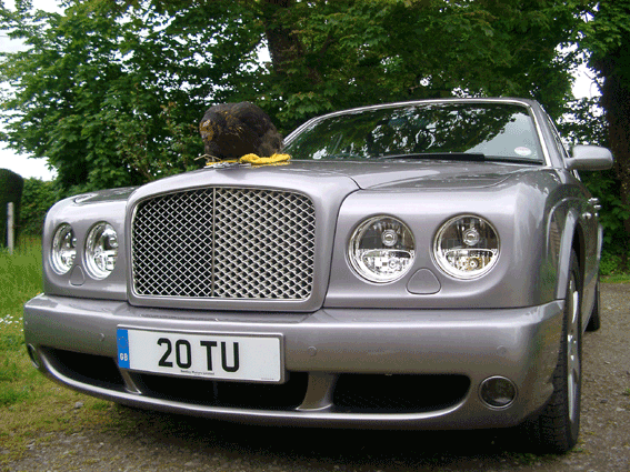 bentley-and-chick